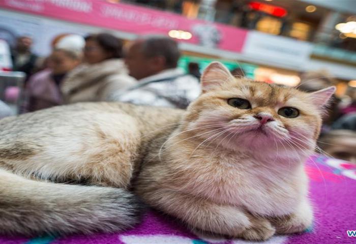 Festival Kucing Lucu di Lithuania